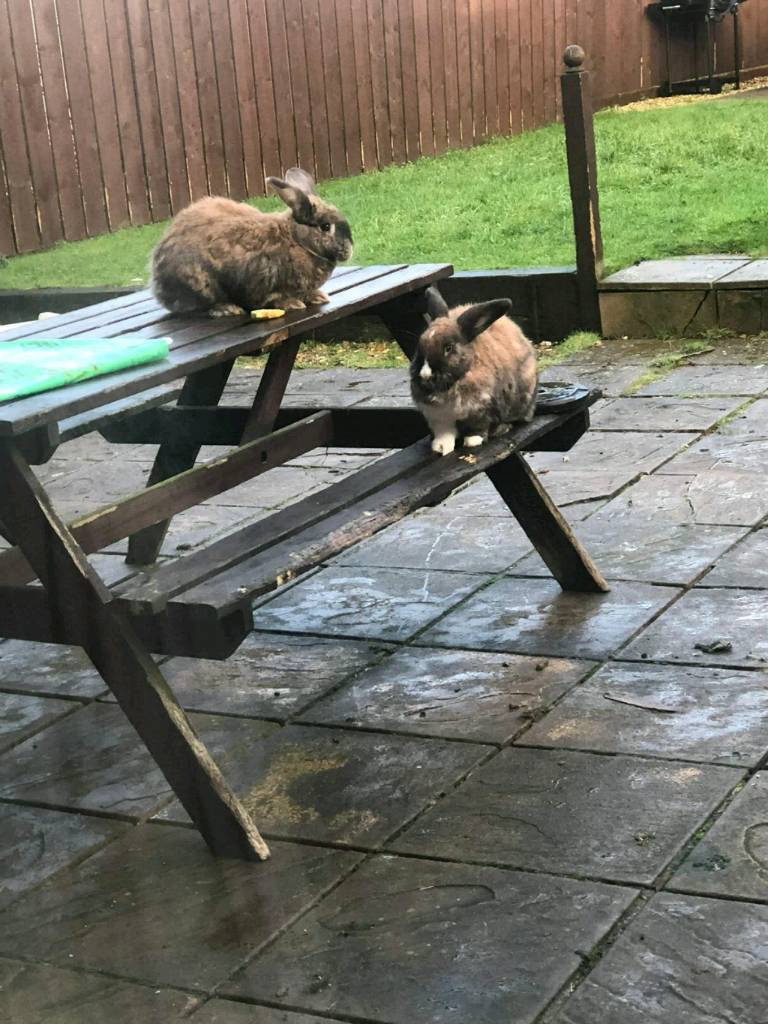 gumtree rabbits free to good home